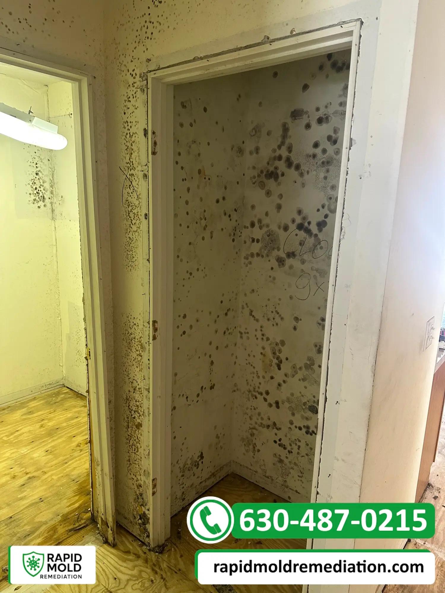 Mold growth on walls around a doorway